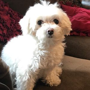 Meet your Posher, Clara